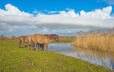 Horses on the shore of a lake in winter