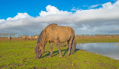 Horses on the shore of a lake in winter © Naj