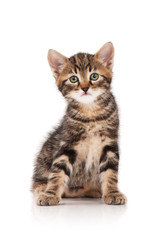 Obraz premium Cute little kitten