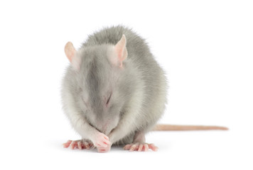 rat isolated on white