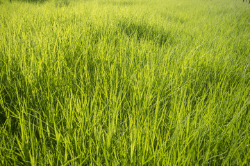 Green grass surface background