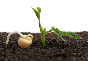 Sprouted yellow pea