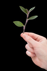 hands holding young plant. Ecology concept