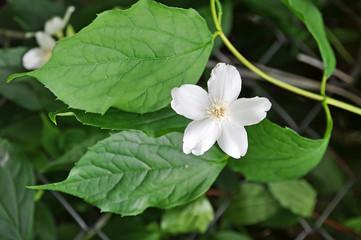 White jasmine flower in bloom with green leafy background