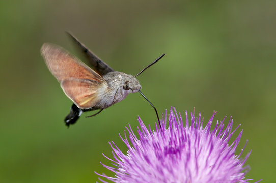mariposa esfinge colibr&iacute; Macroglossum stellatarum
