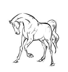 Galloping horses. Hand-drawn illustration