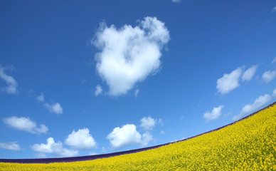 Obraz premium Flower field and blue sky with clouds.