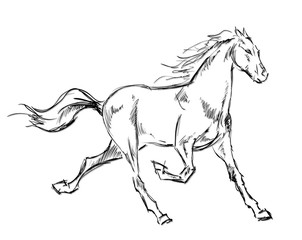 Galloping horses. Hand-drawn illustration