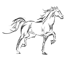 Naklejka na ściany i meble Galloping horses. Hand-drawn illustration