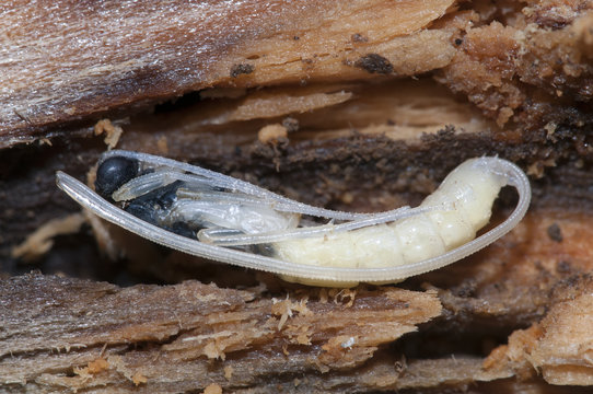 metamorfosis avispa parasita Rhyssa persuasoria