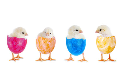 Osterküken in einer Reihe