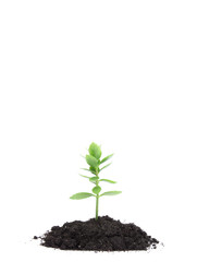 plant tree growing seedling in soil isolated on white