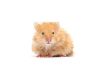 hamster isolated on a white