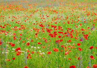 Field of bright red corn poppy flowers in summer