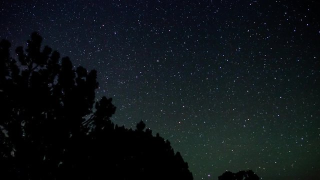 Night stars and cedar trees - passage of time