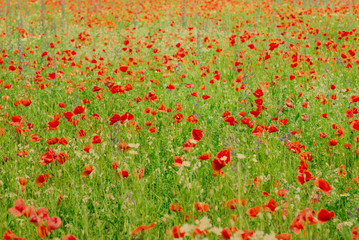 Obraz premium Field of bright red corn poppy flowers in summer