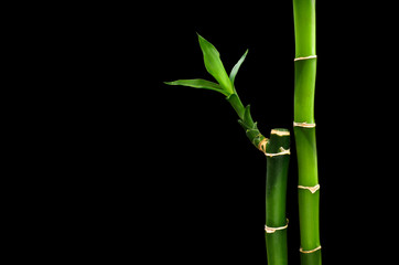 Fototapeta na wymiar green bamboo isolated on a black background