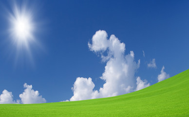 Fototapeta premium Green grass and sky