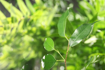 Green leaves of ficus on unfocused background