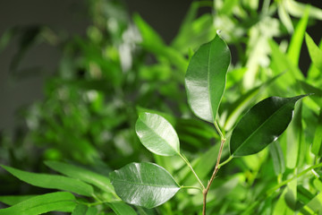 Green leaves of ficus on unfocused background