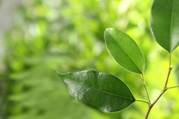 Fototapeta na wymiar Green leaves of ficus on unfocused background