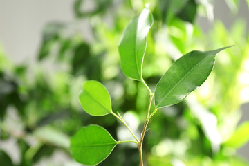 Green leaves of ficus on unfocused background