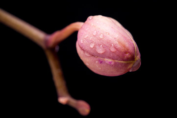 Caterpillar morphing potential