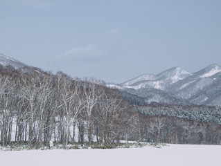 北海道　白樺の森とスキー場