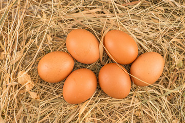 Chicken eggs lying on hay. Symbol of life and Easter.