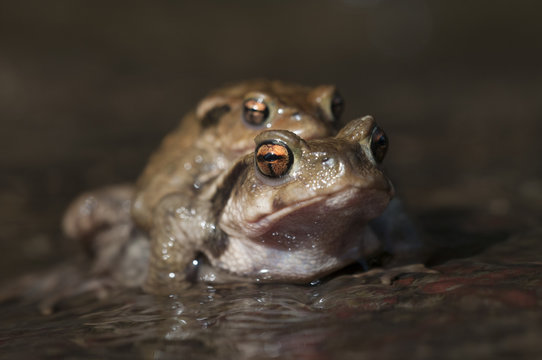 Sapo com&uacute;n