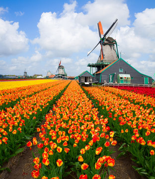 dutch windmill over  tulips field