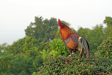 rooster stand on the bush plant