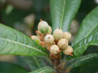 Loquat young fruit