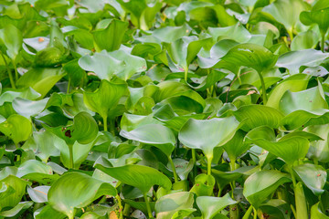 Closeup of water hyacinth floating on water.
