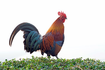 rooster stand on the bush plant