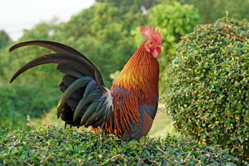rooster stand on the bush plant