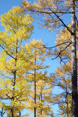 Fototapeta premium Yellow autumn larch trees against the blue sky