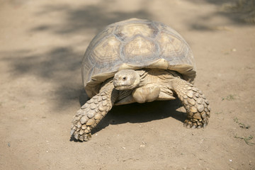 Obraz premium Seychelles giant tortoise (Aldabrachelys gigantea)