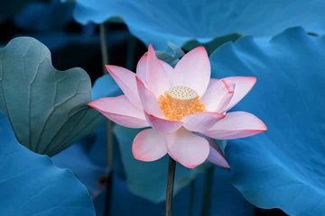 Photo sur Aluminium fleur de lotus blooming lotus flower