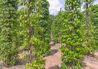 Fototapeta premium Pepper plantation in Vietnam