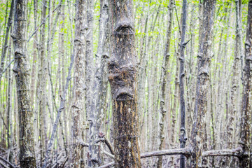 Trunk of mangrove