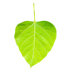 Fototapeta premium green leaf