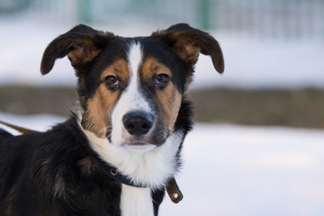 mongrel dog on a walk on a winter afternoon