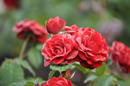Red garden roses