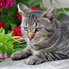 tabby cat sitting on the porch near a flowering bush with red roses