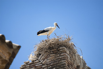 Storks on the nest in Aragon
