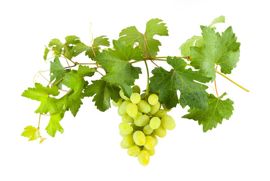 Green grapes on branch