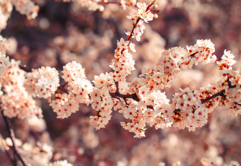 Cherry blossom in spring.
