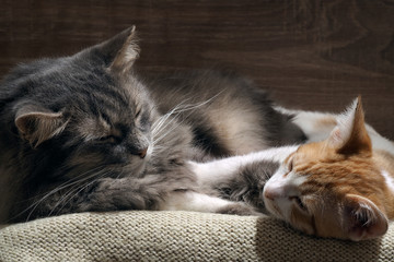 Domestic cats are sleeping comfortably. Big gray cat and the little kitten white with red. Cozy, warm, comfortable. Cats are happy, they love each other. Family cats 