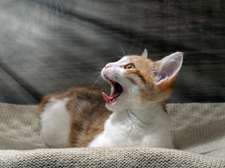 Portrait of a kitten in the sun. Kitten yawns widely